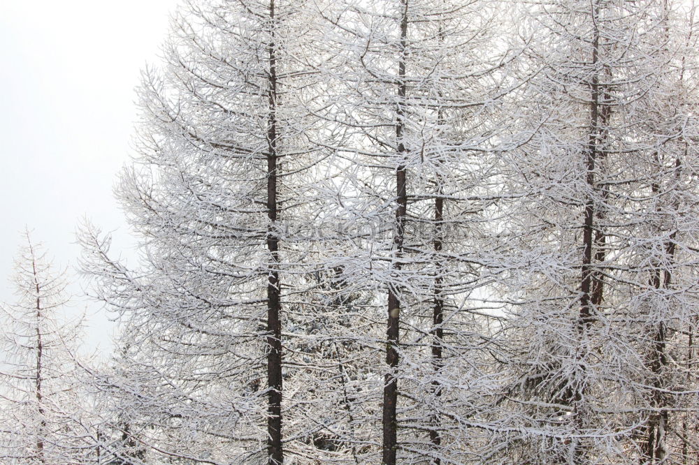 Similar – birches Nature Plant Sky