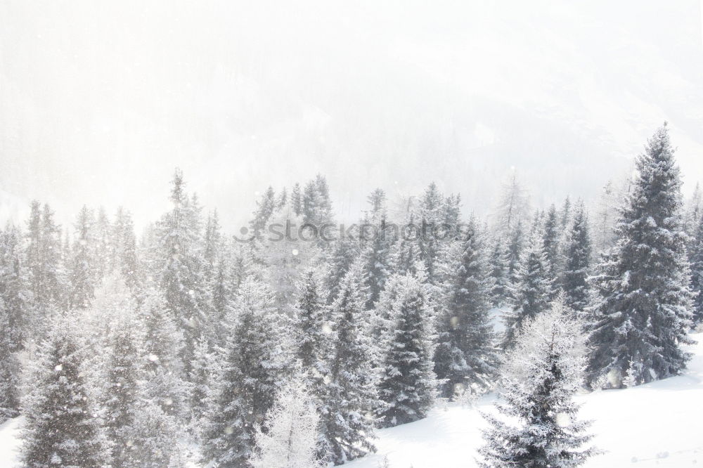 Similar – Alpine landscape with fir trees, snow and mountains