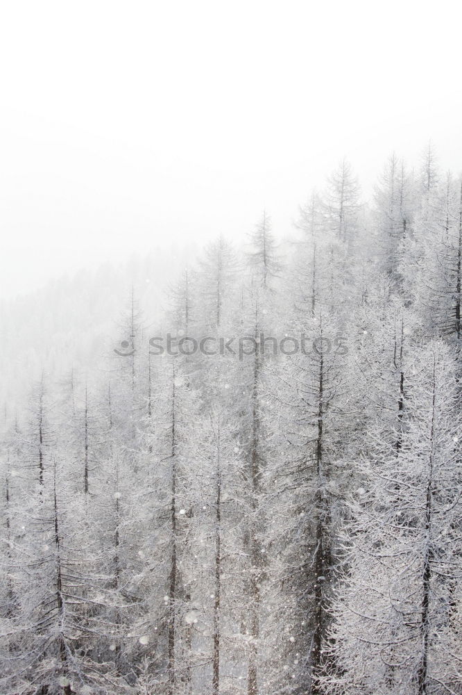 Similar – Foto Bild Winterwald in Hohenlohe