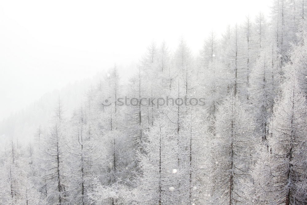 Similar – Image, Stock Photo Merry Christmas! Wintry fir trees rise into a sky with clouds. Right in the middle is a blue hole