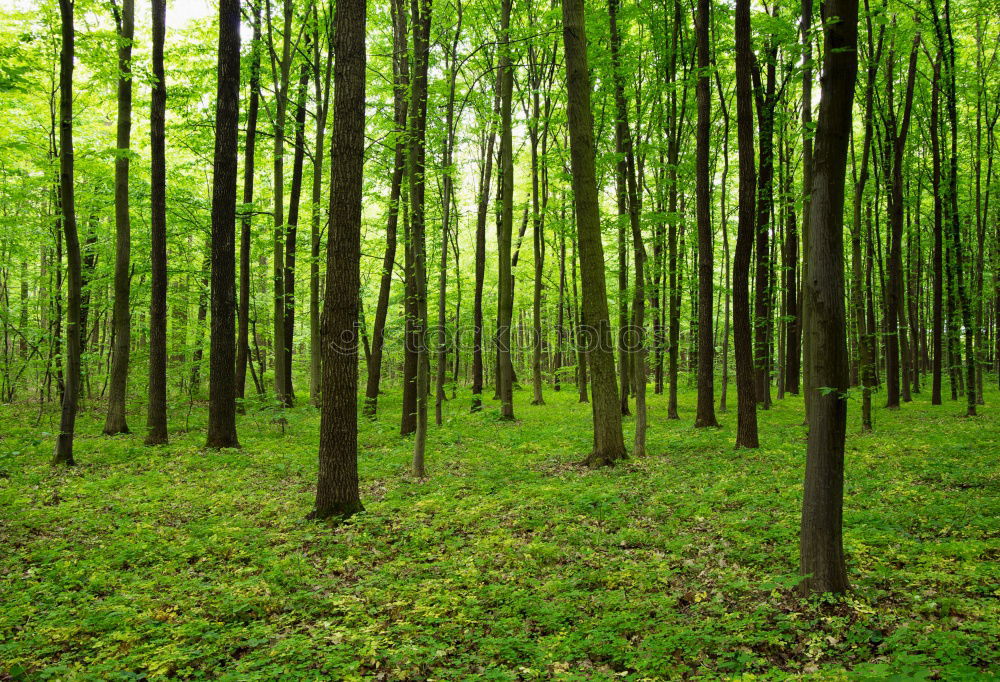 Similar – spring forest Forest