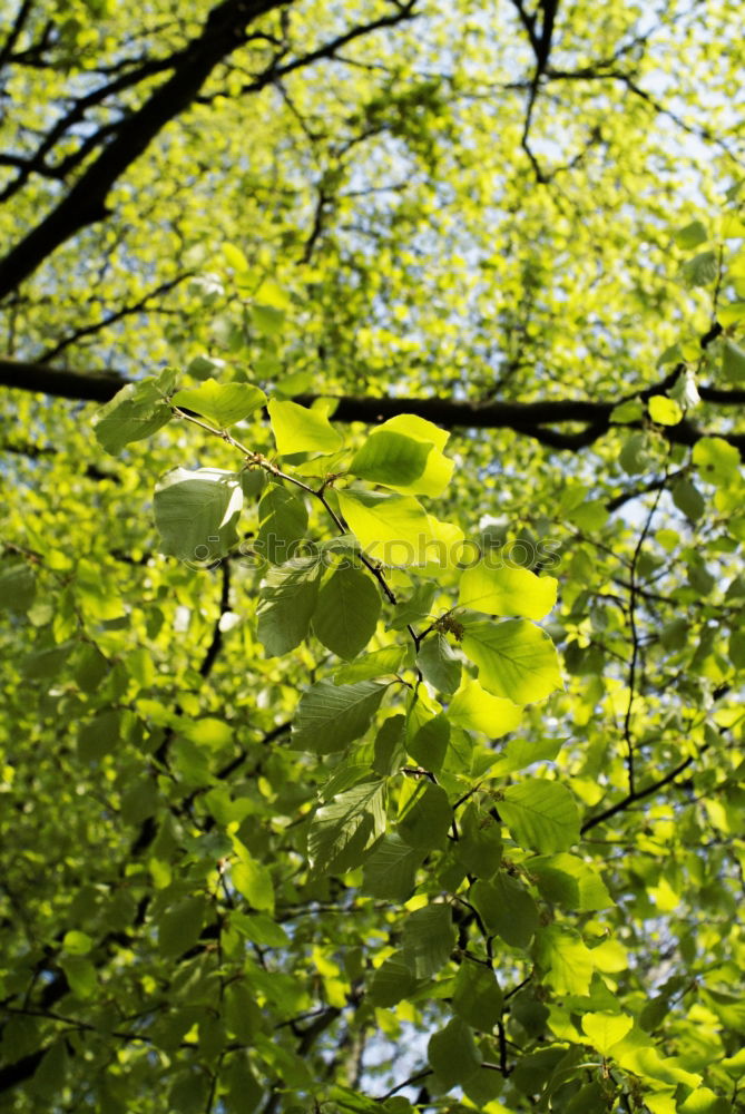 Similar – Foto Bild Grüne Lunge tree leaf