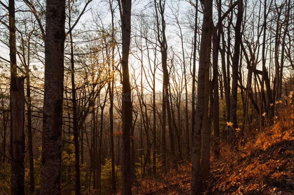 Similar – A girl walking in an autumnal landscape through a forest