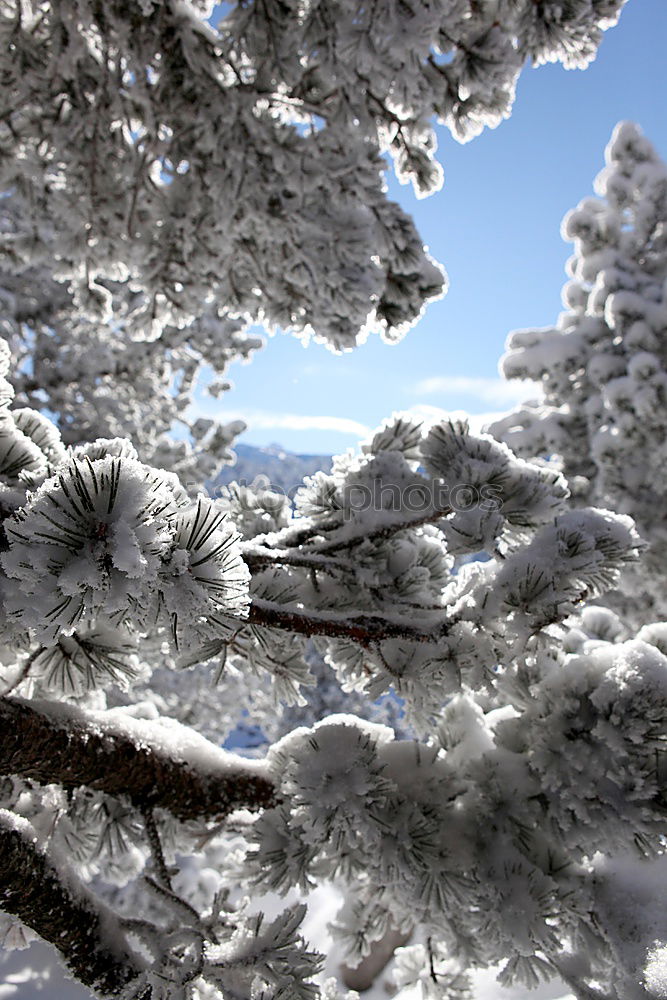 Similar – Image, Stock Photo Iced tree Tree White Cold