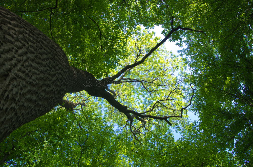 Similar – Image, Stock Photo Oak view Environment