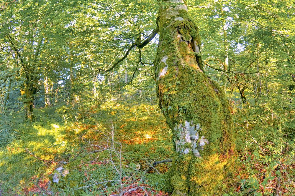 Similar – Image, Stock Photo deciduous forest Style
