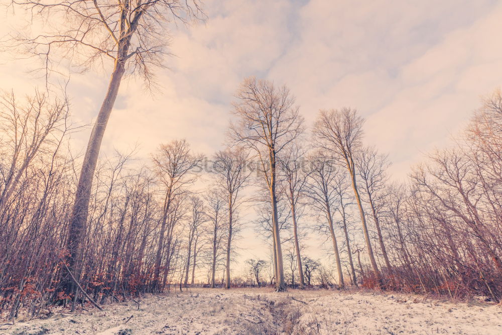 Similar – Image, Stock Photo Snow falling on a countryside road in the winter