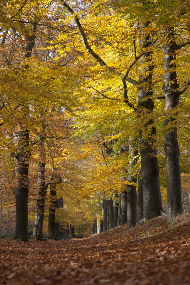 Similar – unter kronen radeln Baum