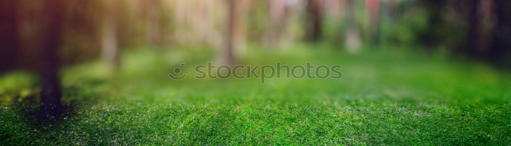 Similar – Image, Stock Photo Small empty blueberry bush