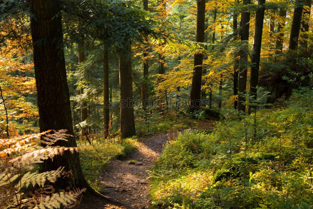 Similar – A little man stands in the forest …