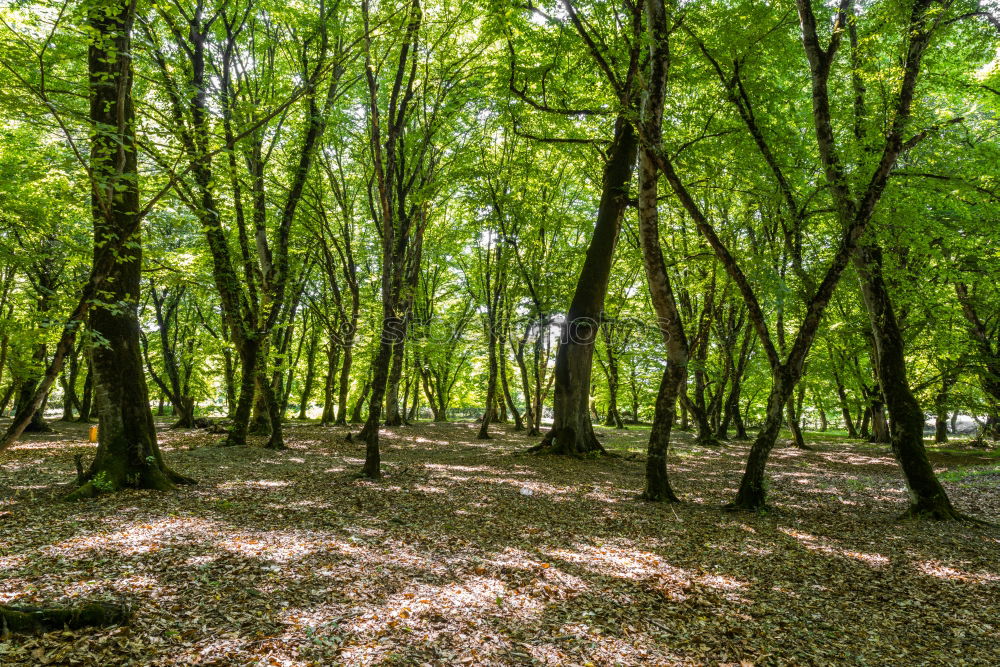 Similar – ghost forest Nature