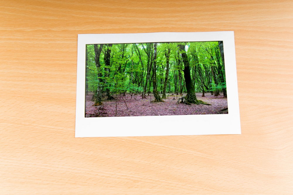 Similar – Image, Stock Photo Polaroid. Forest in autumn. Nature, trees. forest path