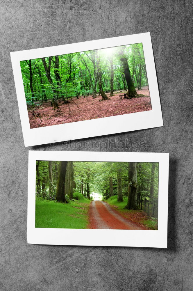 Similar – Image, Stock Photo Polaroid. Forest in autumn. Nature, trees. forest path