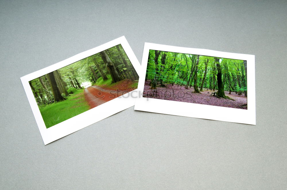 Similar – Image, Stock Photo Polaroid. Forest in autumn. Nature, trees. forest path