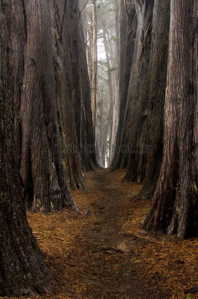 Similar – Image, Stock Photo earthly light Forest Light