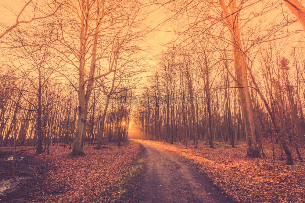 Similar – Forest landscape with mist and sunrise