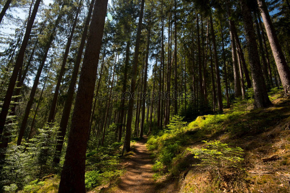 Similar – Waldspaziergang ruhig