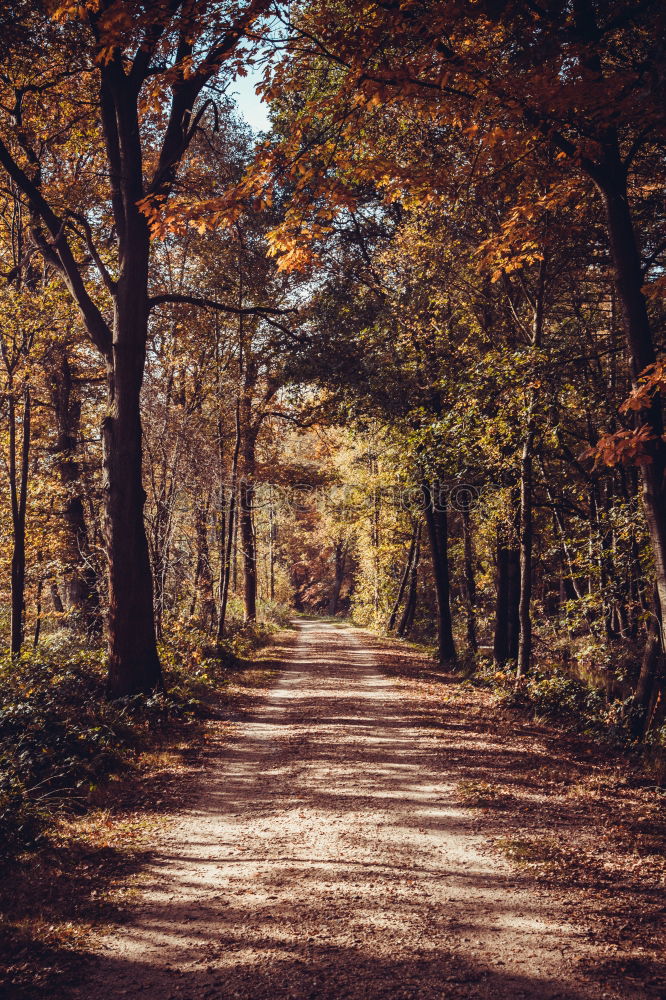 Similar – Horse between autumn trees in a forest park