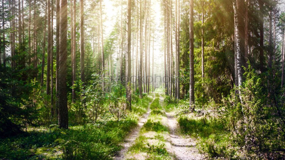 Similar – Image, Stock Photo Sunbeams in the forest