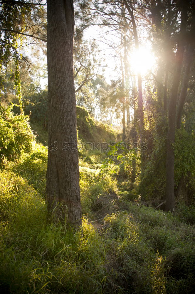 Similar – Image, Stock Photo sunshine Environment