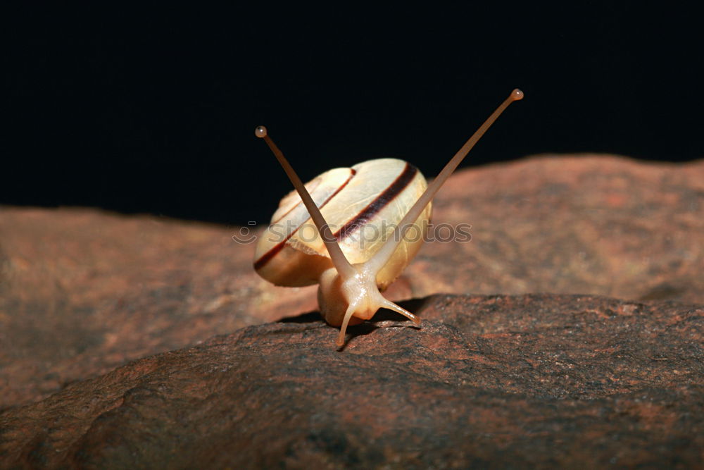 Similar – Image, Stock Photo New tenant wanted Snail