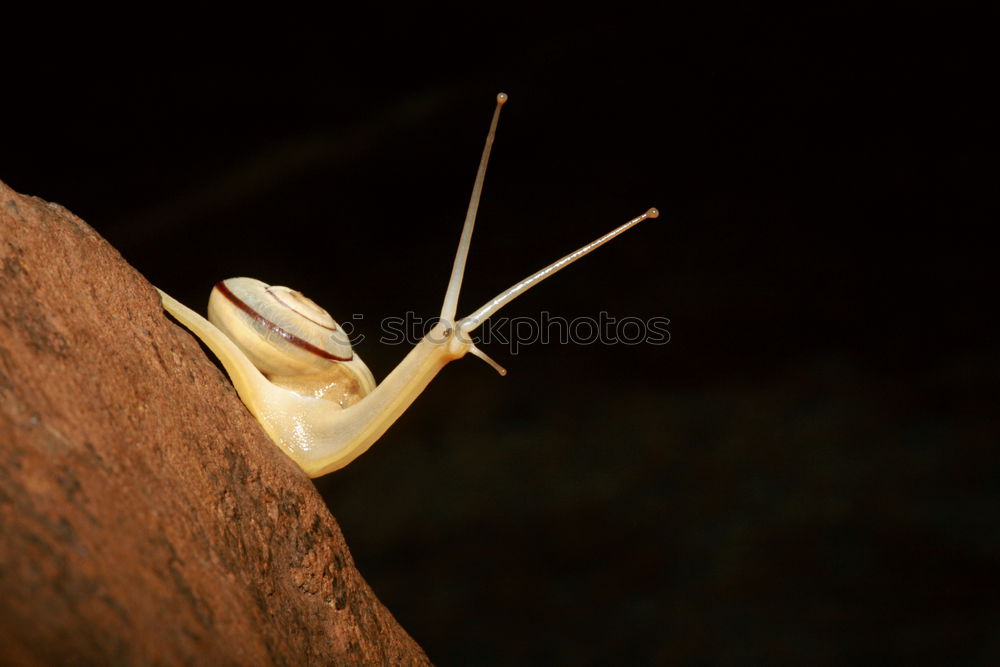 Similar – Image, Stock Photo loud quartet Animal