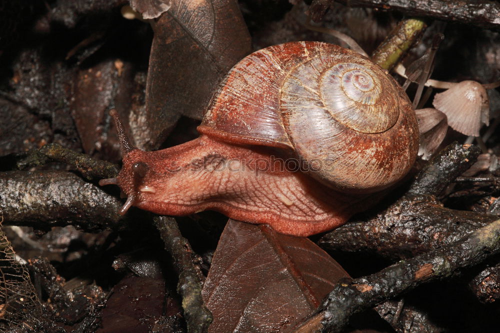 Similar – Autumn messenger (acorn)