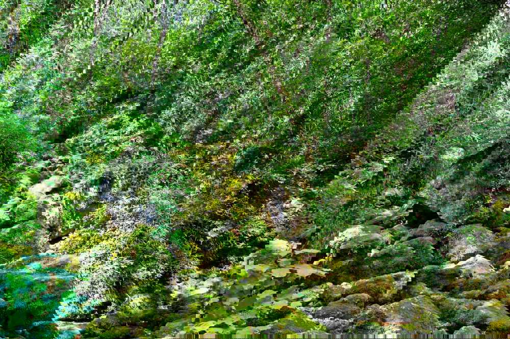 Similar – Image, Stock Photo Under juniper bushes