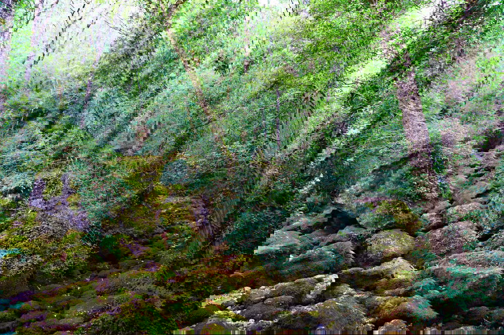 Similar – Image, Stock Photo Under juniper bushes