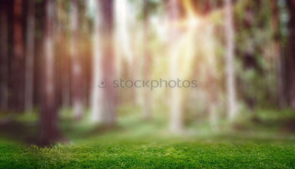 Similar – Foto Bild Am Waldboden Umwelt Natur