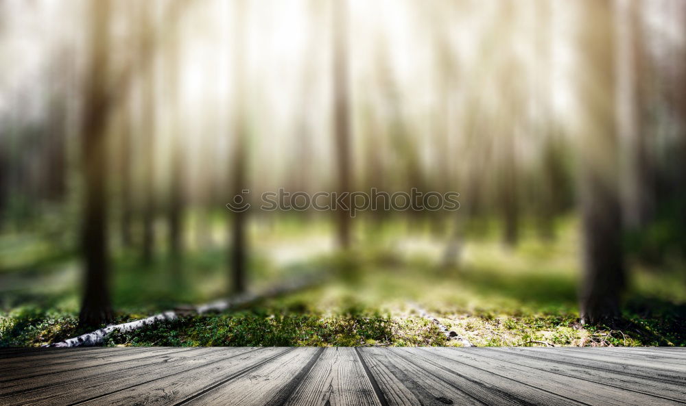 Similar – Image, Stock Photo Autumn and lake in the ball