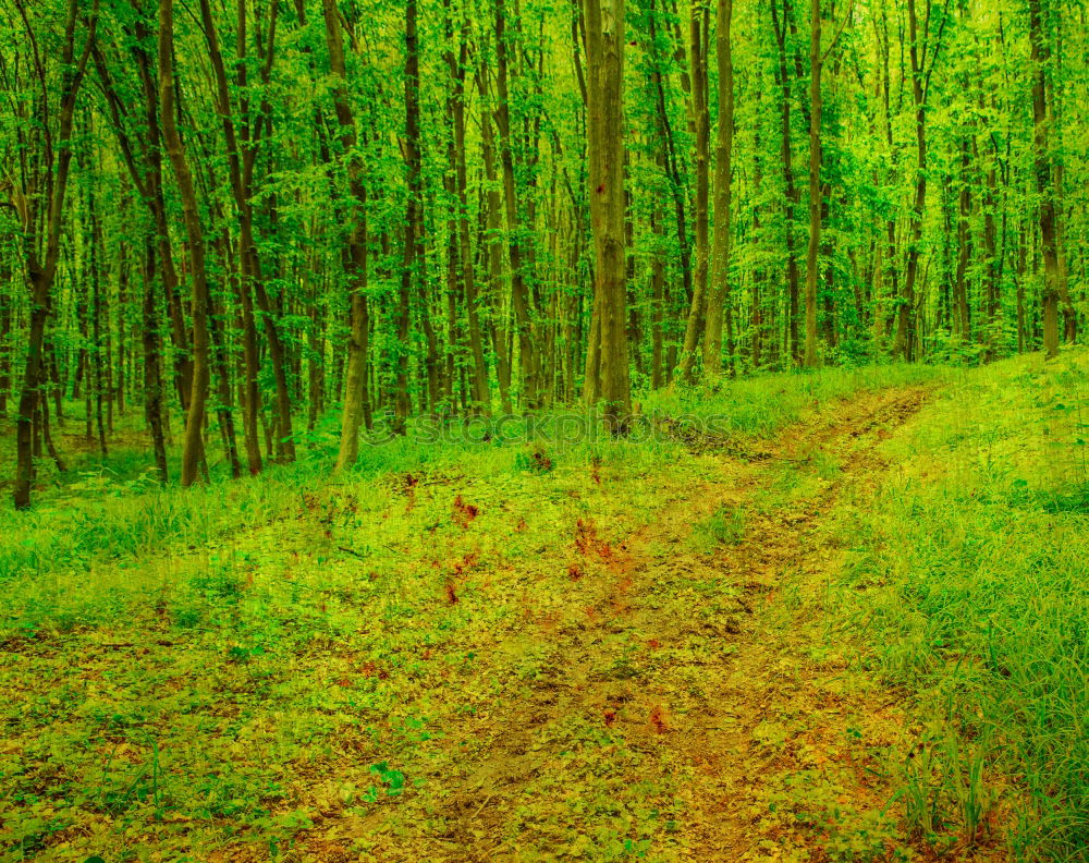 Similar – Image, Stock Photo beaten path Environment