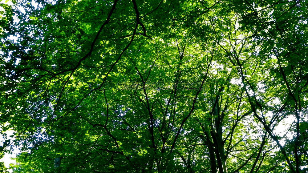 Similar – Zwei Tauben in Paris Vogel