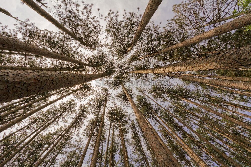 Similar – Image, Stock Photo Looking up in the beer garden