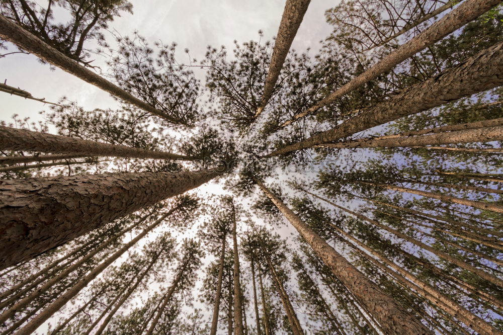 Similar – Image, Stock Photo the German forest is not amused