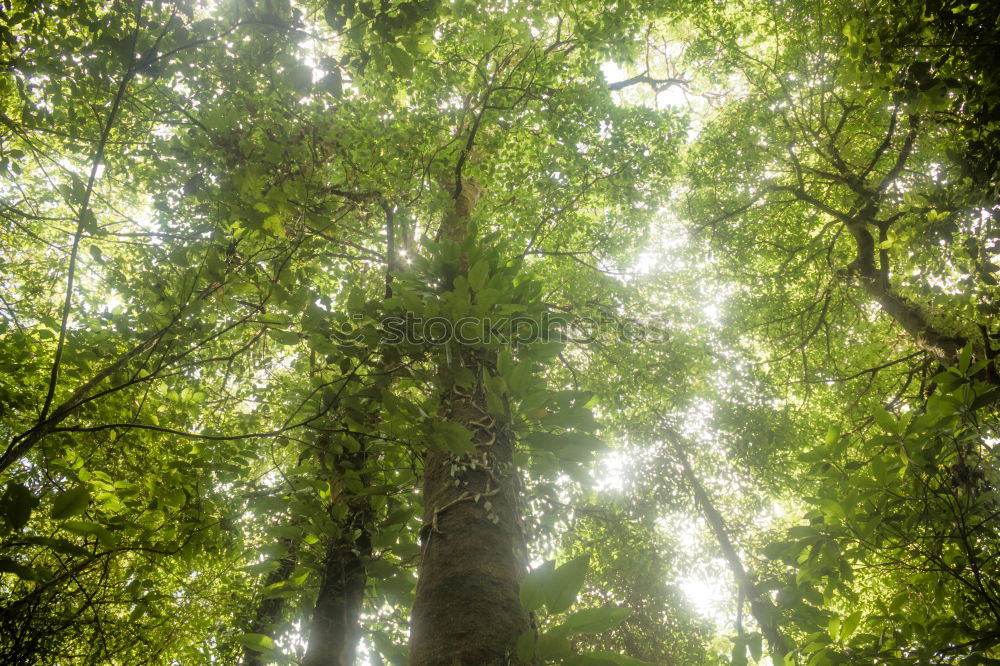 Similar – Foto Bild Tree walk Natur Landschaft