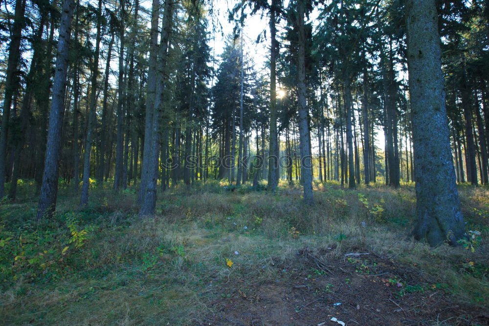 Similar – Image, Stock Photo mountain forest Forest