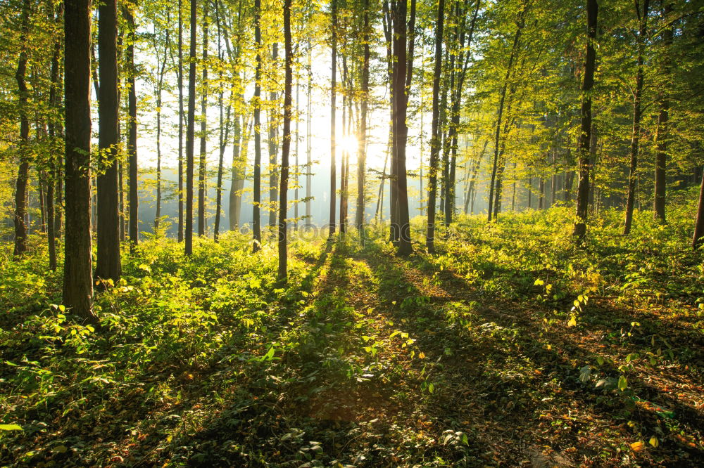 Similar – autumn forest Environment