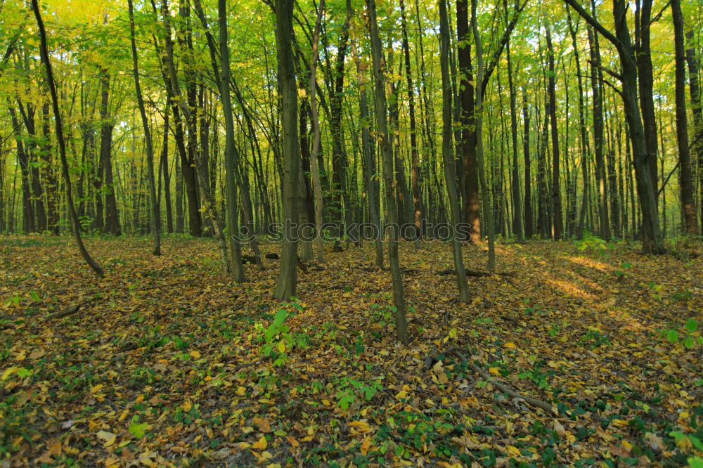 Similar – Foto Bild Herbstwald Wald Baum