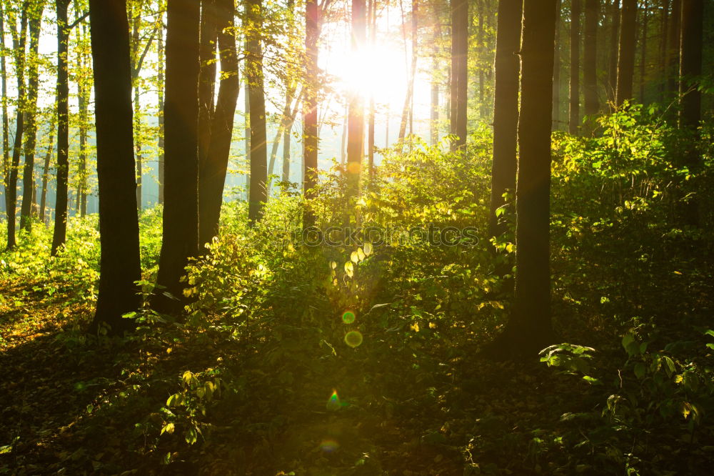 Similar – Image, Stock Photo Adult woman is walking in the forest