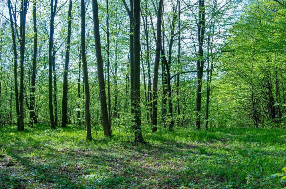 Zauberwald Wald Birke