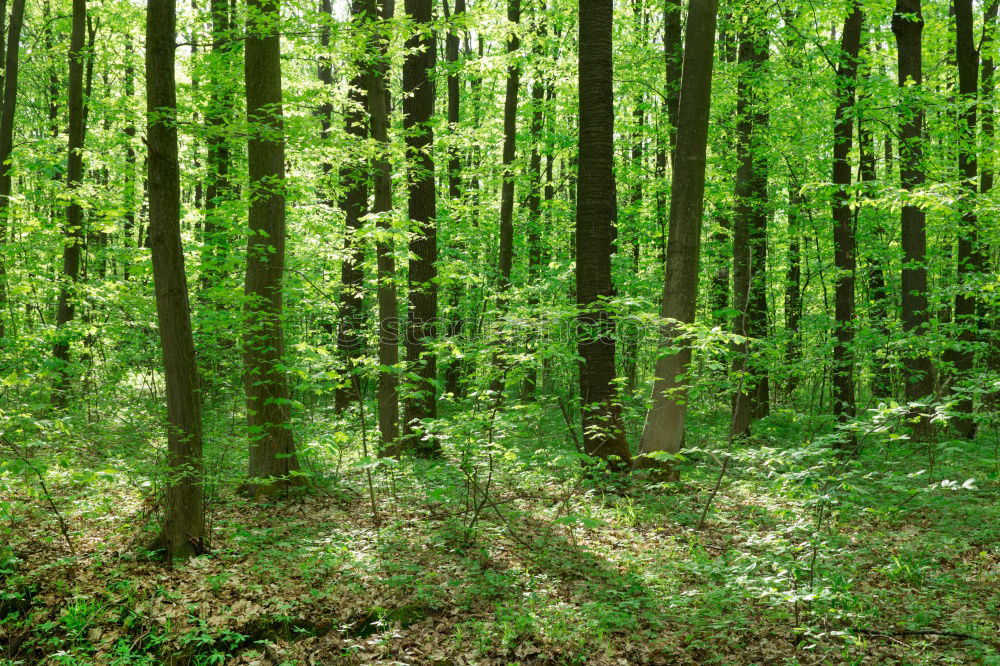 Similar – spring forest Forest