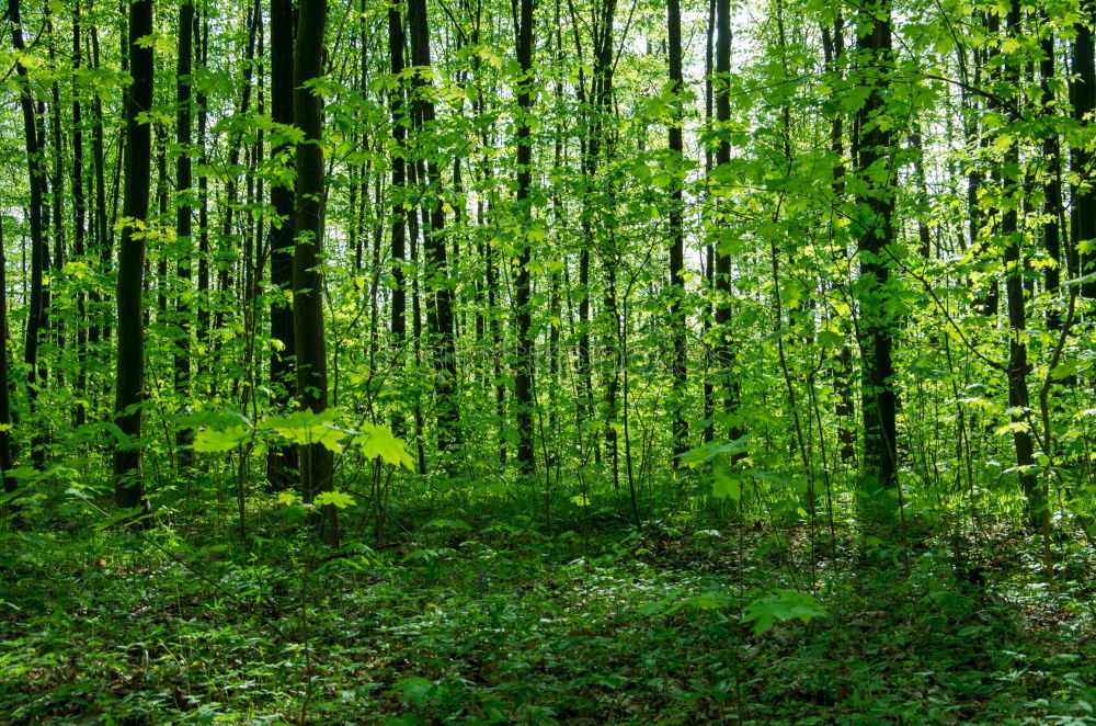 Similar – spring forest Forest