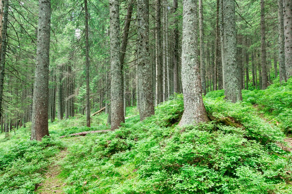 Similar – Image, Stock Photo A long way home through a springtime forest