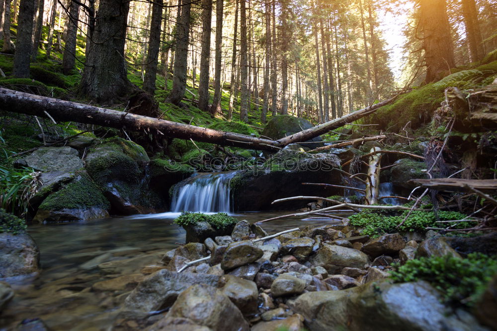 Similar – Green Forest Beautiful