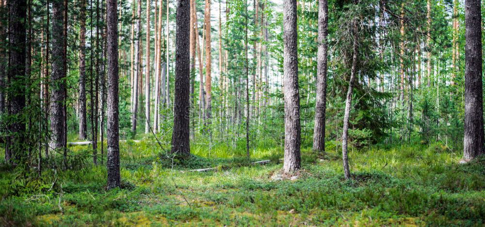 Similar – The ghost forest in Nienhagen