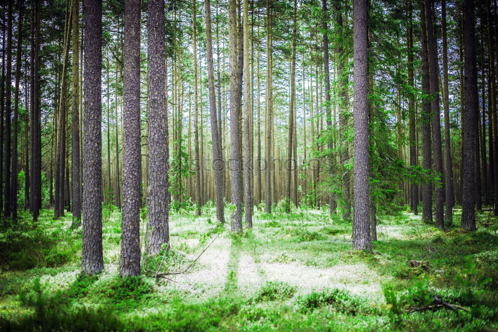 Similar – Image, Stock Photo Coastal forest at the Baltic Sea near Nienhagen