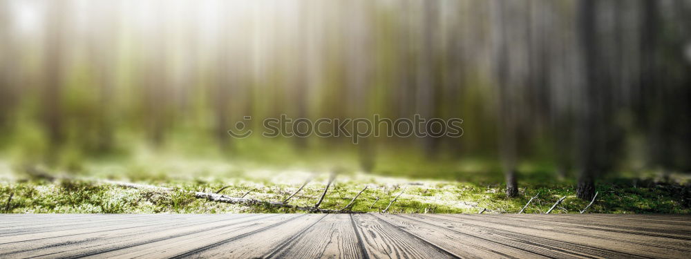 Similar – Image, Stock Photo Sunlit spruce trees on an island in the Königsee in front of a rock face in the shade.