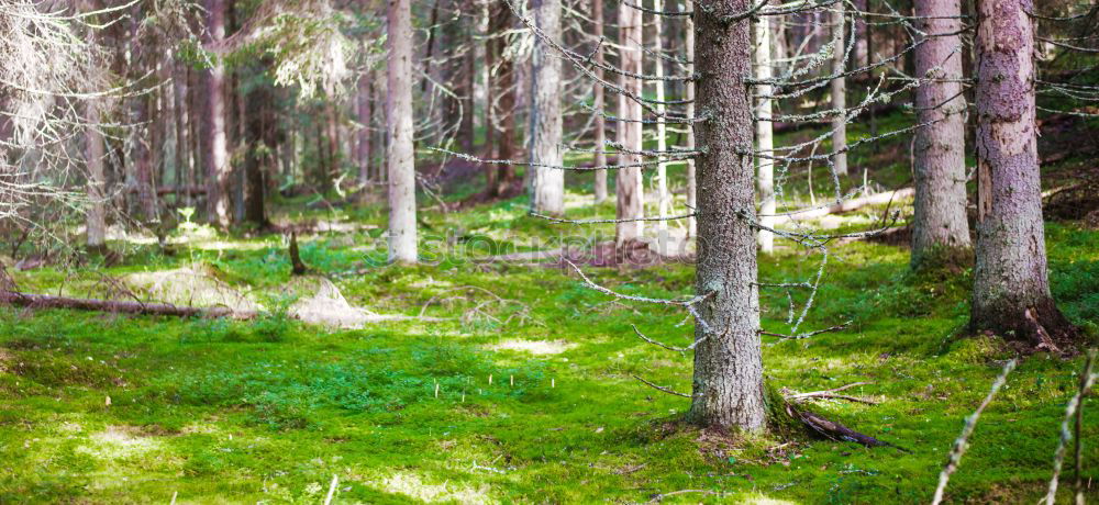 Similar – Image, Stock Photo mountain forest Forest