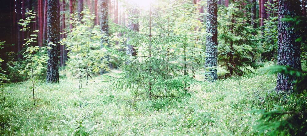 Similar – Image, Stock Photo Sunlight in the pine forest